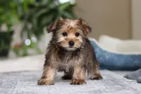 Samantha, a female Morkie for sale in Baltic, OH – Photo 5 of 10