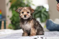 Samantha, a female Morkie for sale in Baltic, OH – Photo 7 of 10