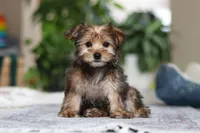 Samantha, a female Morkie for sale in Baltic, OH – Photo 1 of 10