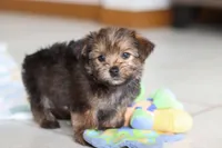 Samantha, a female Morkie for sale in Baltic, OH – Photo 7 of 8