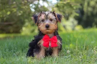 Marcus, a female Morkie for sale in Baltic, OH – 8 of 9
