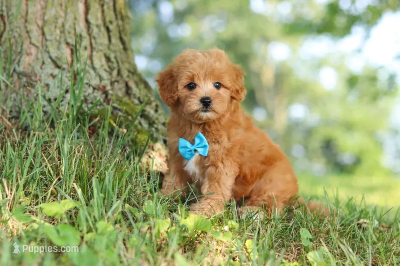 Conner – Maltipoo puppy for sale in Baltic, OH