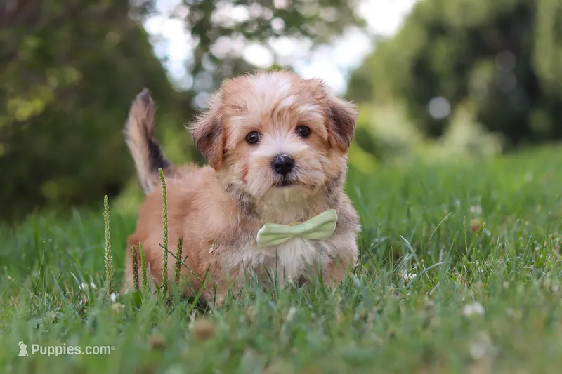 Zoe – Morkie puppy for sale in Baltic, OH