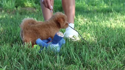 Conner, a male Maltipoo for sale in Baltic, OH – 10 of 10