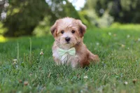 Zoe, a male Morkie for sale in Baltic, OH – 3 of 9
