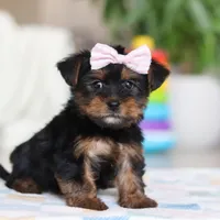 Jazzie, a female Morkie for sale in Baltic, OH – Photo 4 of 6