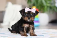 Jazzie, a female Morkie for sale in Baltic, OH – Photo 4 of 6