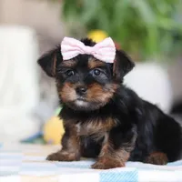 Jazzie, a female Morkie for sale in Baltic, OH – Photo 2 of 6