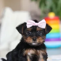 Jazzie, a female Morkie for sale in Baltic, OH – Photo 3 of 6