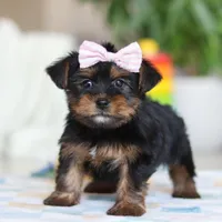 Jazzie, a female Morkie for sale in Baltic, OH – Photo 6 of 6