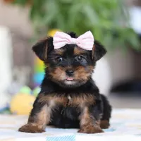 Jazzie, a female Morkie for sale in Baltic, OH – Photo 5 of 6