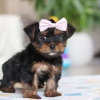 Jazzie, a female Morkie for sale in Baltic, OH – Photo 1 of 6