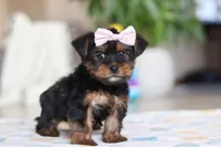 Jazzie, a female Morkie for sale in Baltic, OH – Photo 1 of 6