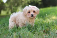 Annie, a female Maltipoo for sale in Baltic, OH – 3 of 10