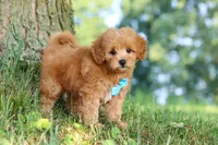 Conner, a male Maltipoo for sale in Baltic, OH – 6 of 10