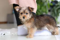 Binette, a female Morkie for sale in Baltic, OH – Photo 8 of 9