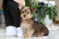 Binette, a female Morkie for sale in Baltic, OH – Photo 9 of 9