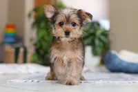 Binette, a female Morkie for sale in Baltic, OH – Photo 7 of 9