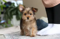 Binette, a female Morkie for sale in Baltic, OH – Photo 1 of 9