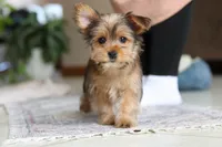Binette, a female Morkie for sale in Baltic, OH – Photo 5 of 9