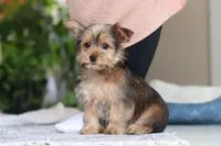 Binette, a female Morkie for sale in Baltic, OH – Photo 3 of 9