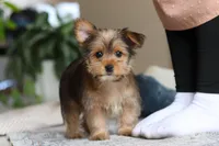 Binette, a female Morkie for sale in Baltic, OH – Photo 4 of 9