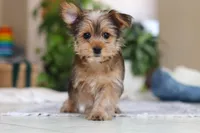 Binette, a female Morkie for sale in Baltic, OH – Photo 6 of 9