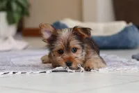 Binette, a female Morkie for sale in Baltic, OH – Photo 2 of 9