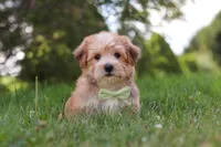 Zoe, a male Morkie for sale in Baltic, OH – 7 of 9