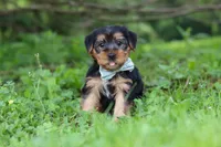 Marcus, a male Morkie for sale in Baltic, OH – 4 of 8