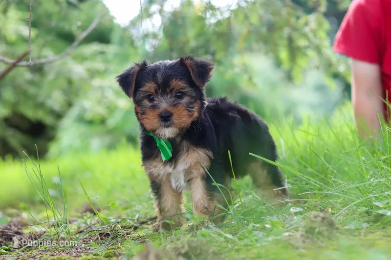 Bobby – Yorkshire Terrier puppy for sale in Baltic, OH