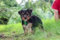 Bobby, a male Yorkshire Terrier for sale in Baltic, OH – 1 of 9