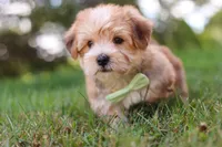 Zoe, a male Morkie for sale in Baltic, OH – 8 of 9