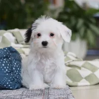 Bobby, a male Morkie for sale in Baltic, OH – Photo 6 of 8