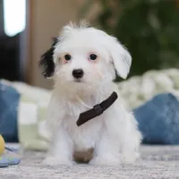 Bobby, a male Morkie for sale in Baltic, OH – Photo 1 of 8