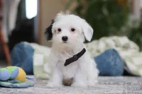 Bobby, a male Morkie for sale in Baltic, OH – Photo 1 of 8