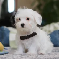 Bobby, a male Morkie for sale in Baltic, OH – Photo 2 of 8