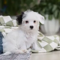 Bobby, a male Morkie for sale in Baltic, OH – Photo 3 of 8