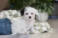 Bobby, a male Morkie for sale in Baltic, OH – Photo 3 of 8