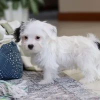 Bobby, a male Morkie for sale in Baltic, OH – Photo 8 of 8