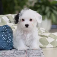 Bobby, a male Morkie for sale in Baltic, OH – Photo 7 of 8