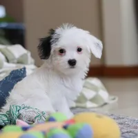 Bobby, a male Morkie for sale in Baltic, OH – Photo 5 of 8