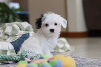 Bobby, a male Morkie for sale in Baltic, OH – Photo 5 of 8