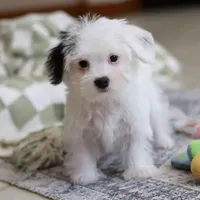 Bobby, a male Morkie for sale in Baltic, OH – Photo 4 of 8