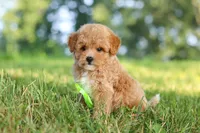 Patrick, a male Maltipoo for sale in Baltic, OH – 6 of 10