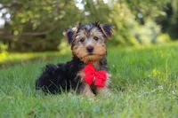 Marcus, a female Morkie for sale in Baltic, OH – 7 of 9