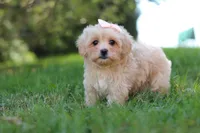 Annie, a female Maltipoo for sale in Baltic, OH – 7 of 10