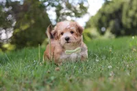 Zoe, a male Morkie for sale in Baltic, OH – 4 of 9