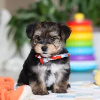 Riley, a male Morkie for sale in Baltic, OH – Photo 2 of 10