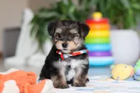 Riley, a male Morkie for sale in Baltic, OH – Photo 2 of 10